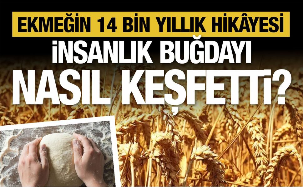 EKMEĞİN 14 BİN YILLIK HİKÂYESİ: İNSANLIK BUĞDAYI NASIL KEŞFETTİ?