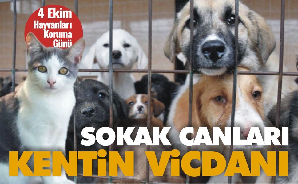 SOKAK CANLARI, KENTİN VİCDANI!