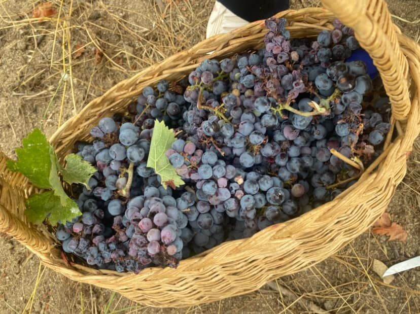 Avşa Adakarası