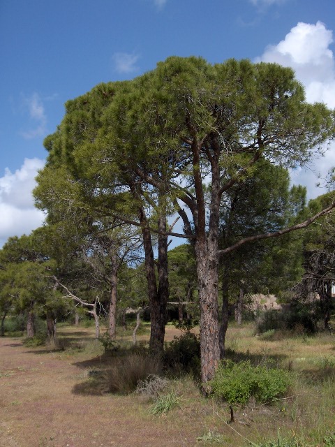 Pinus Pinea(01)