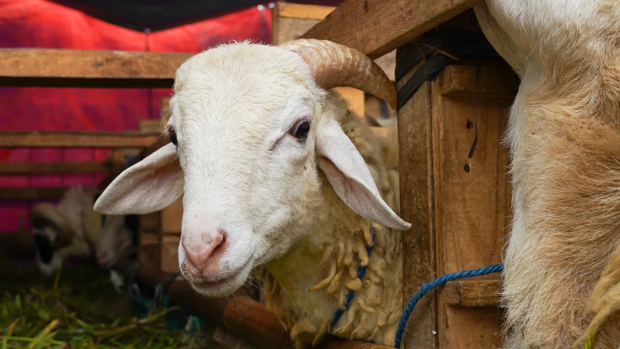 Kurban Bayramı Ne Zaman-18