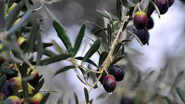 Zeytin Ağacı