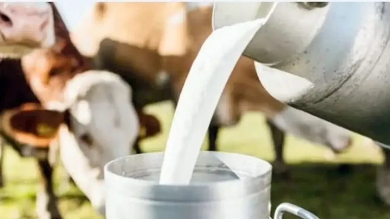 Cig Sut Fiyatlari Zam