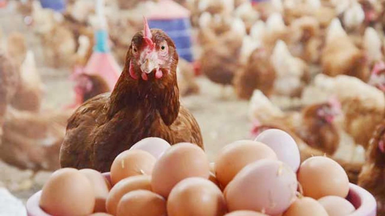 Yumurtanın Raf Ömrü Değişti