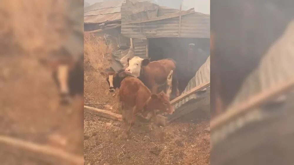 Malatya Yangın 1