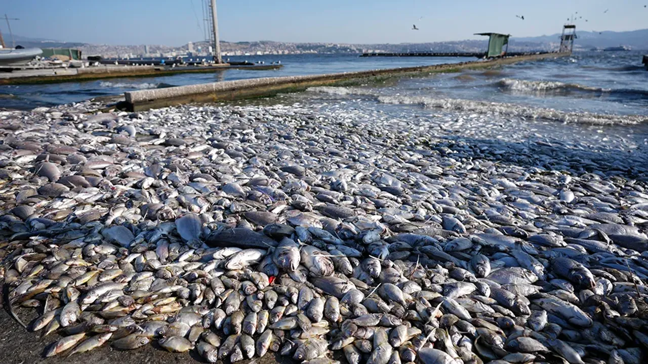 Vatandas Tepkili Izmir Korfezinde Balik Olumleri Devam Ediyor202