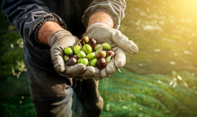 2023 2024 Donemi Zeytin Hasadi Basliyor 4731