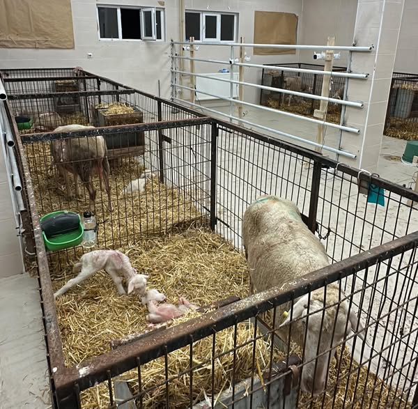 547457056 1218730803617442 9115602560851431309 N