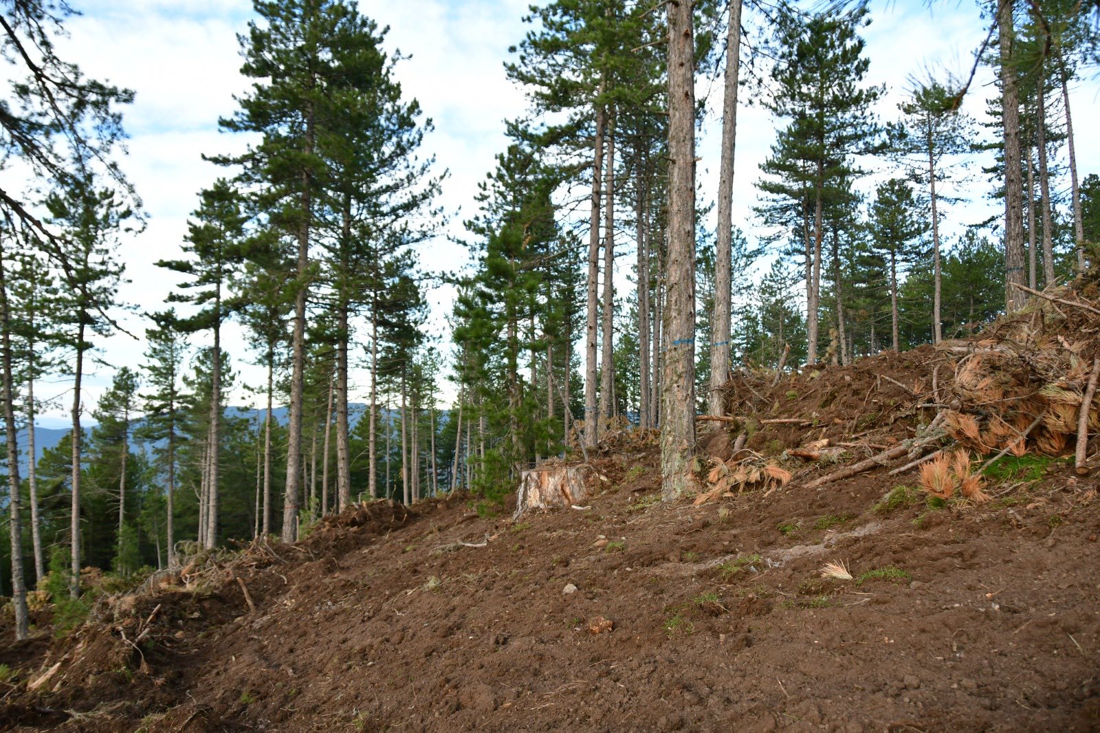 589550243 1305641821604153 4810973881915747599 N