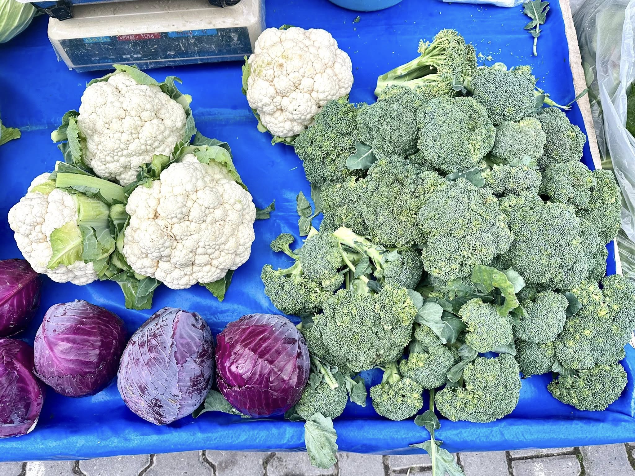 593463602 1173603761623705 1139661876630861313 N