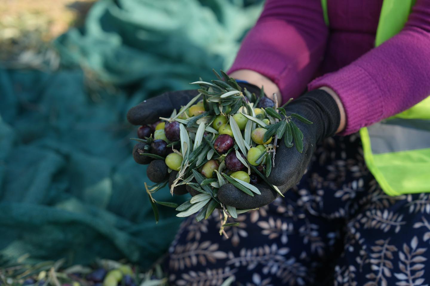 594273110 1319023386930693 7248376583943944435 N