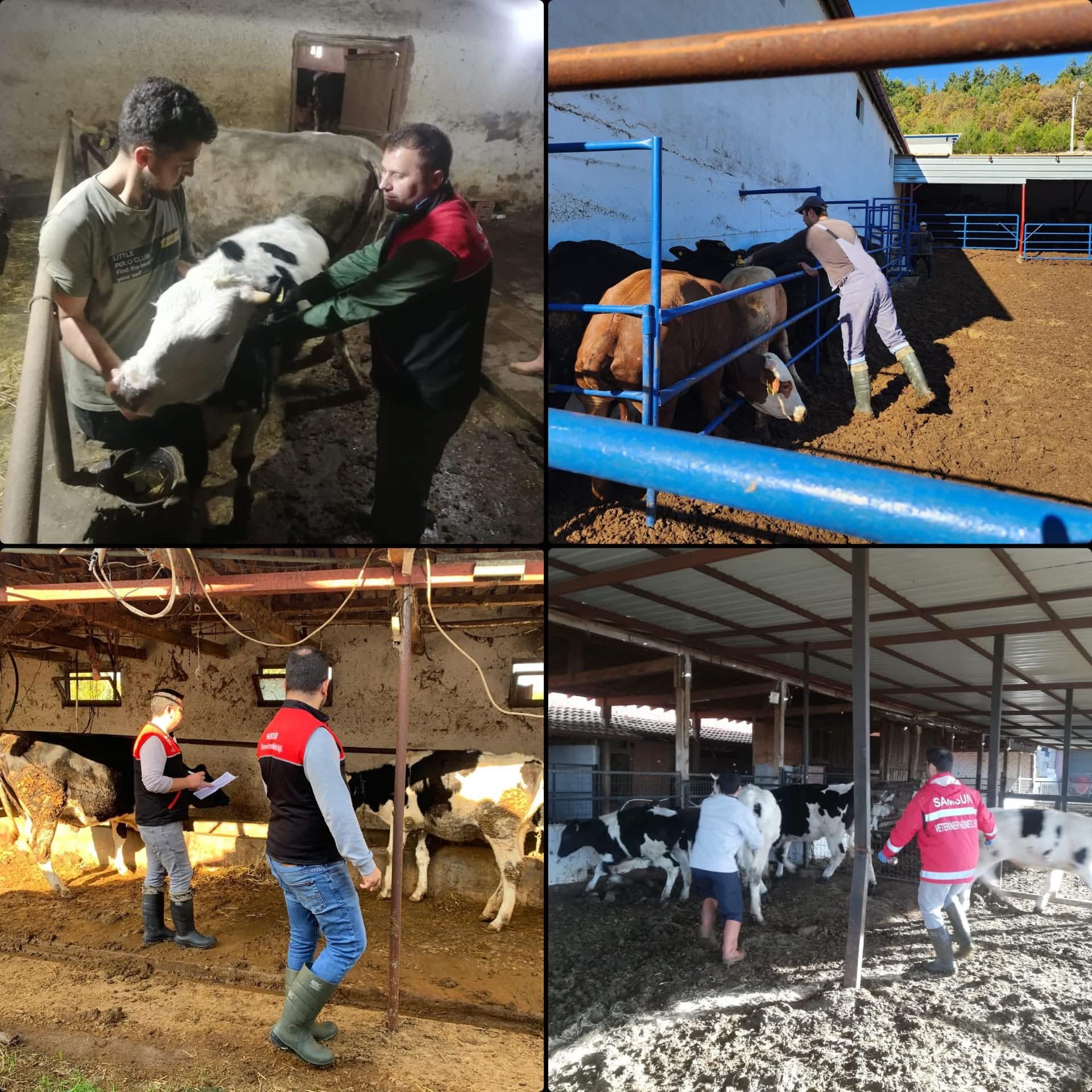 597772662 1263883585782501 5137619961180069809 N