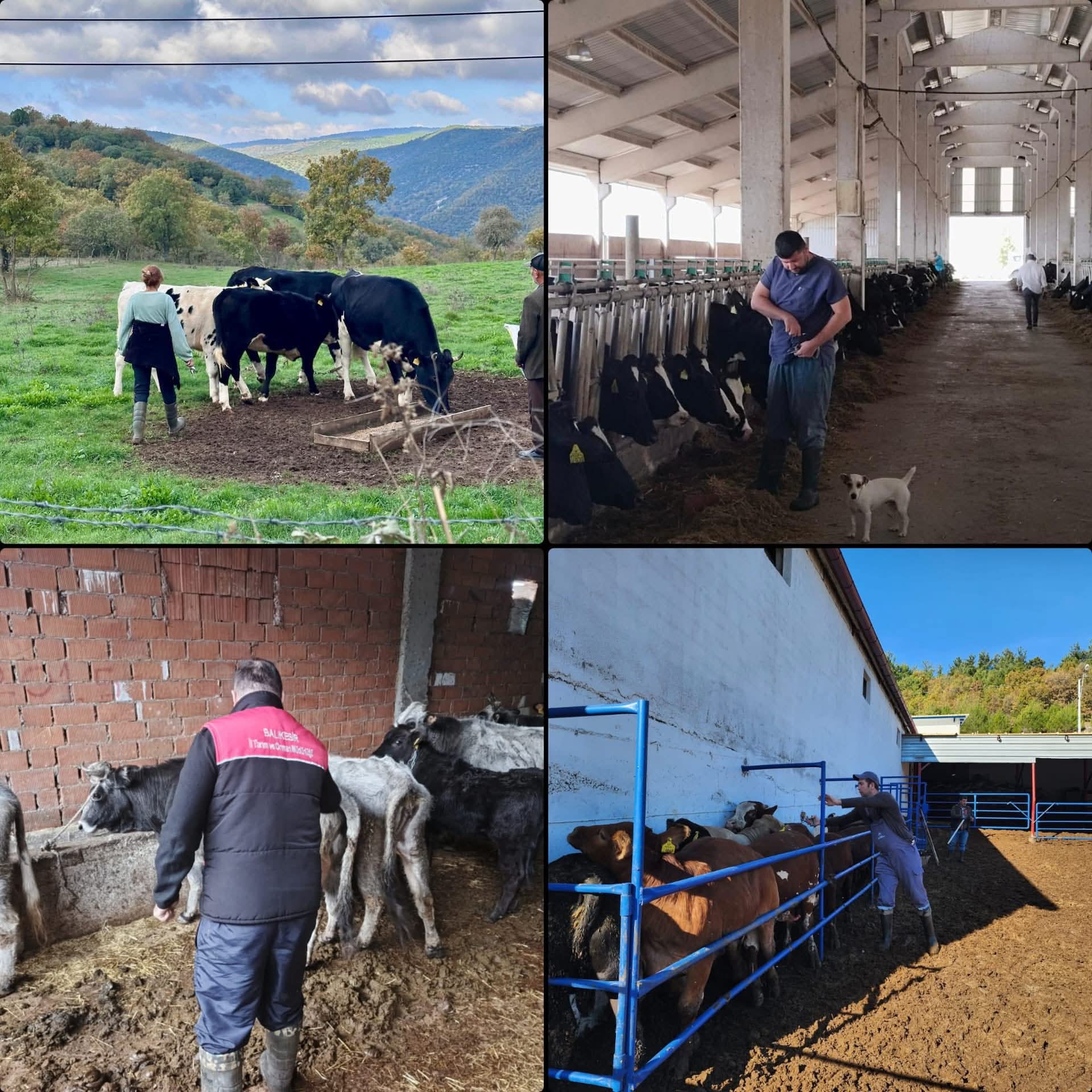 597908816 1263883615782498 4743279092518525558 N