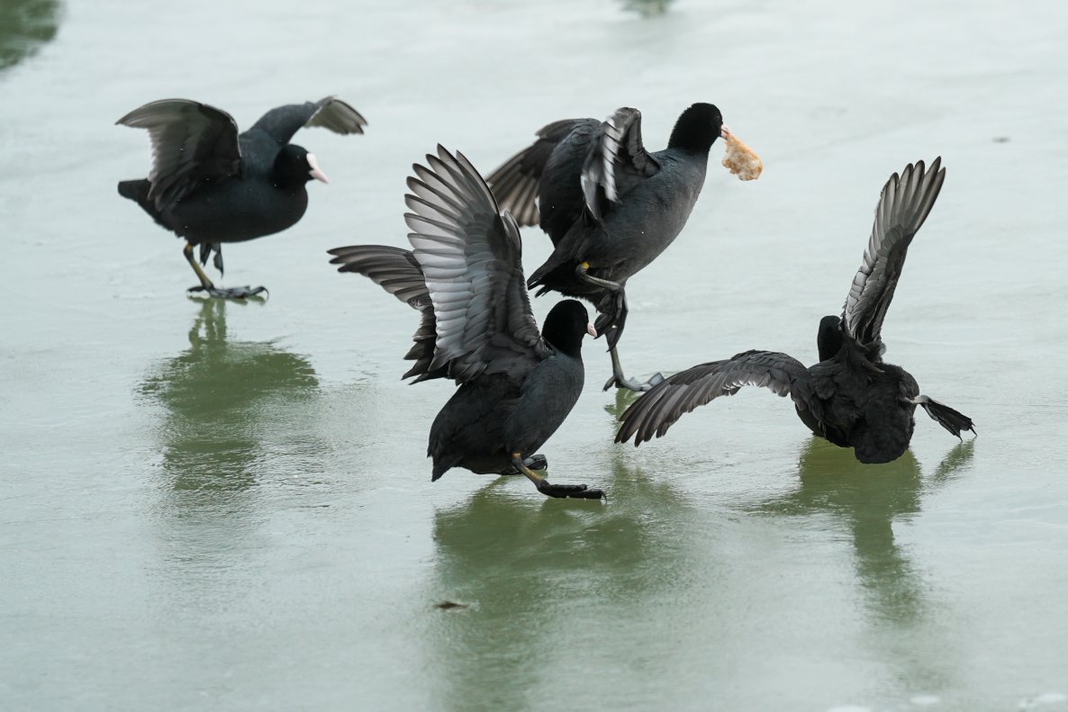 Mogan Gölü'nden kış ve kuş manzaraları