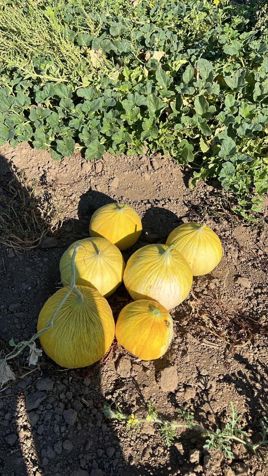 3507B5A2 9F09 4453 B7Ad 1546Aafc969B