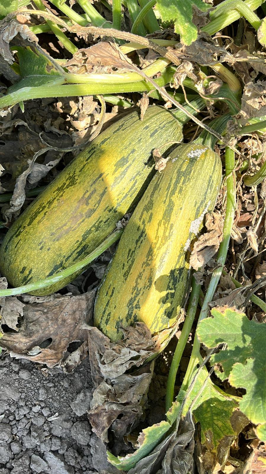 41Dabc0E A7Ec 44De Bea9 D9F926B87514