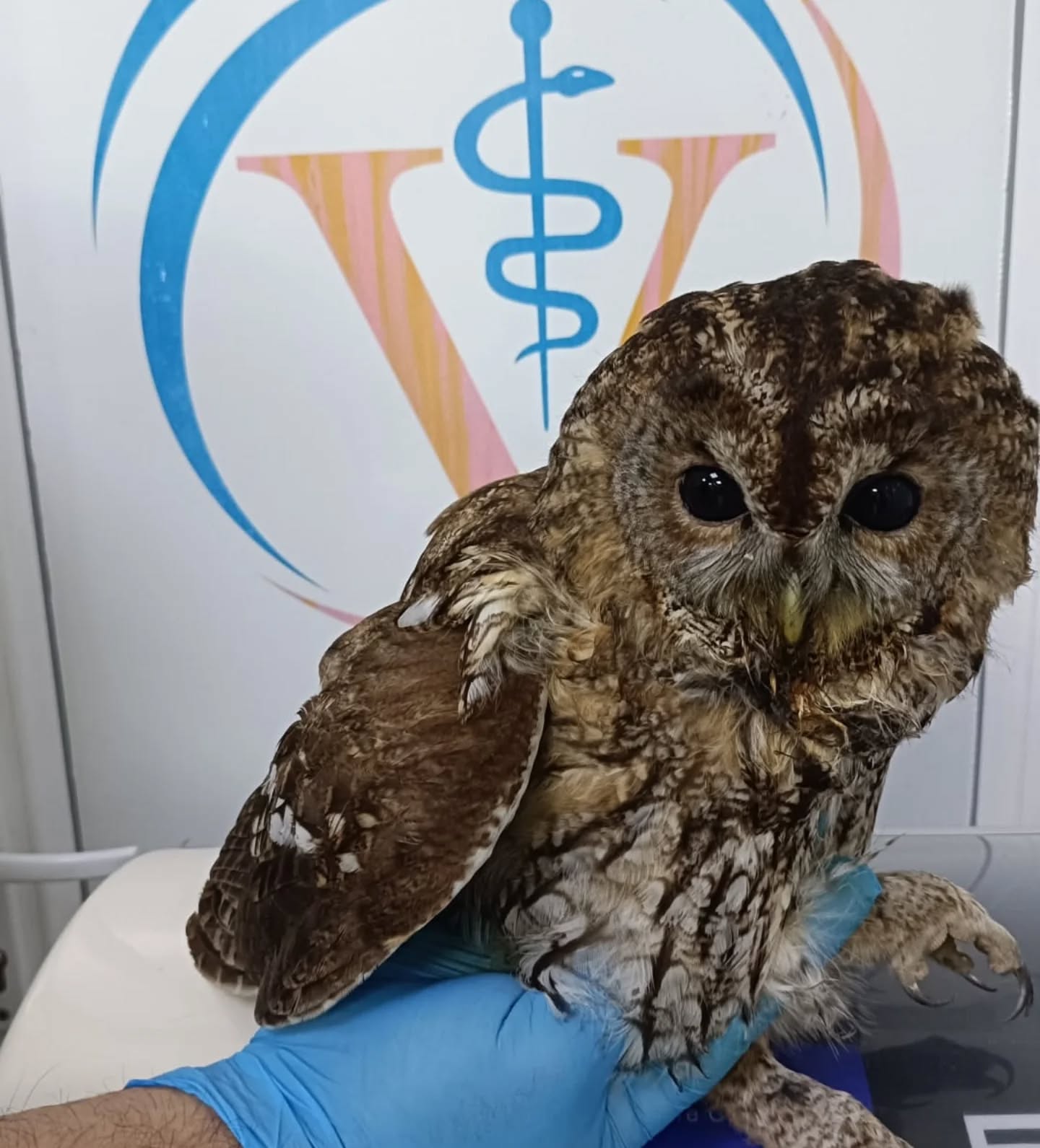 609209247 17921543583246497 1170742723814634902 N