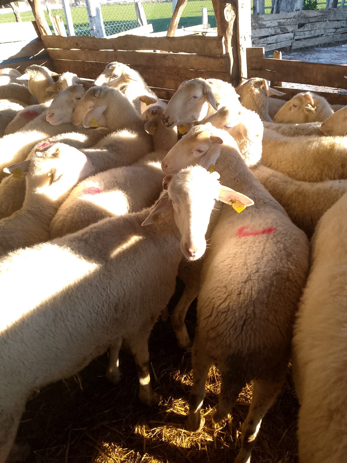 610804664 1280903504080509 3693450809266562359 N