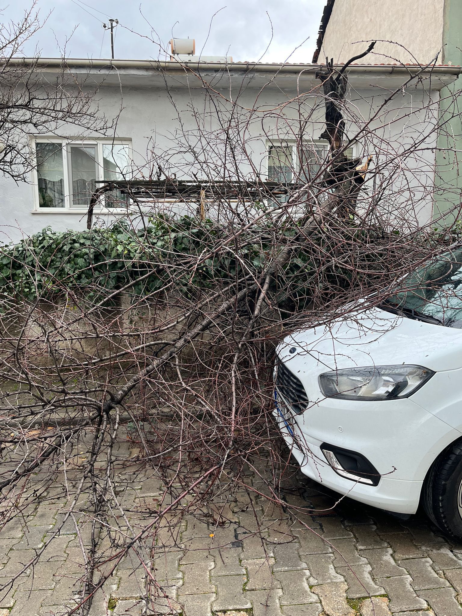 613312739 1292107009622215 4379492836413364983 N