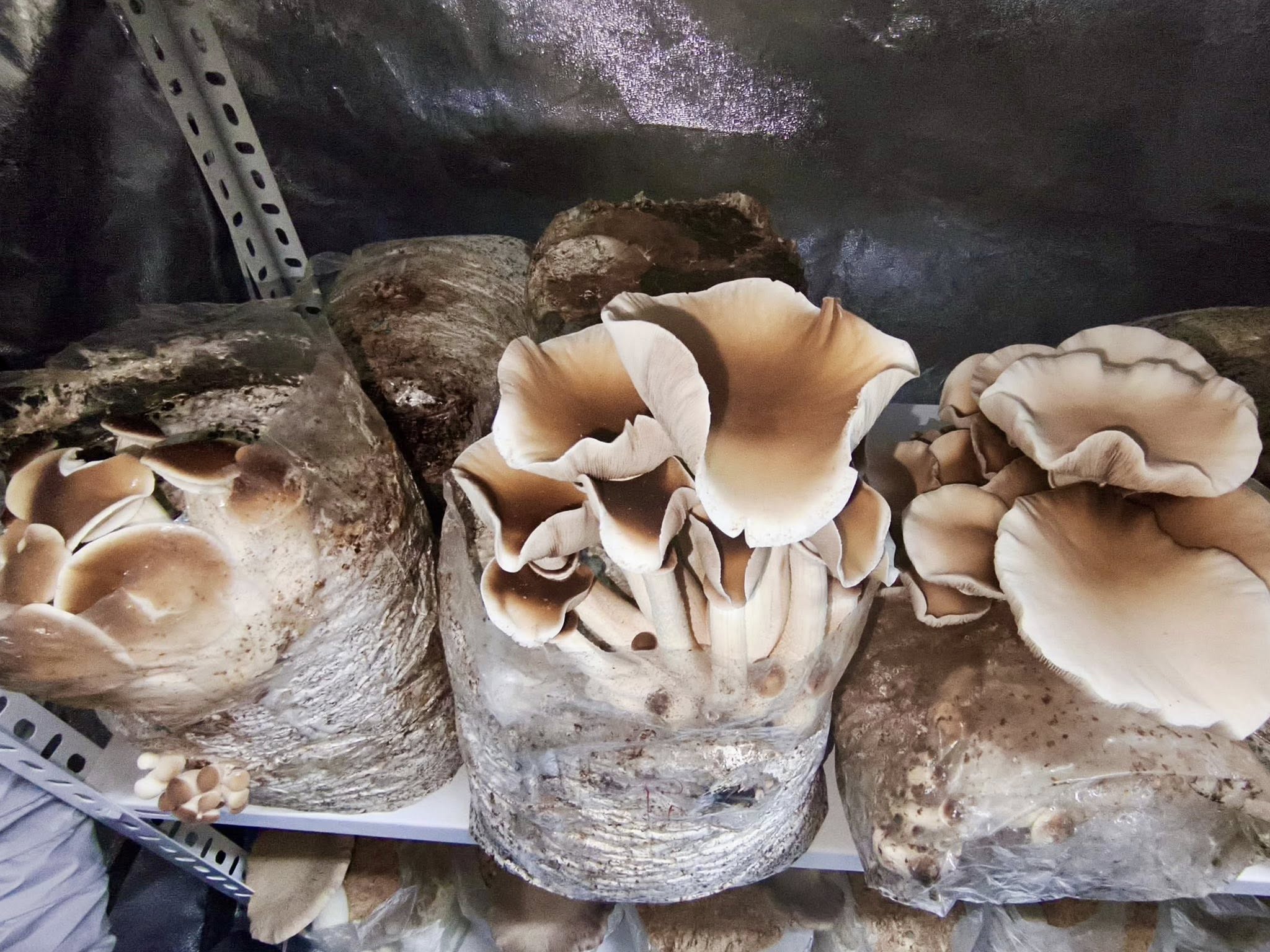 619513255 1296594569178069 6095476465749955151 N