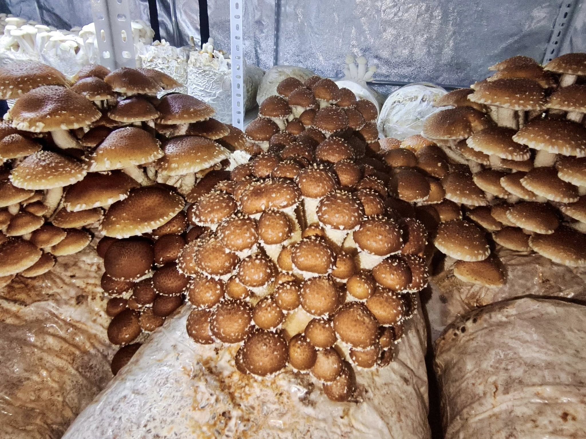 620094398 1296594792511380 5483766972523327430 N-1