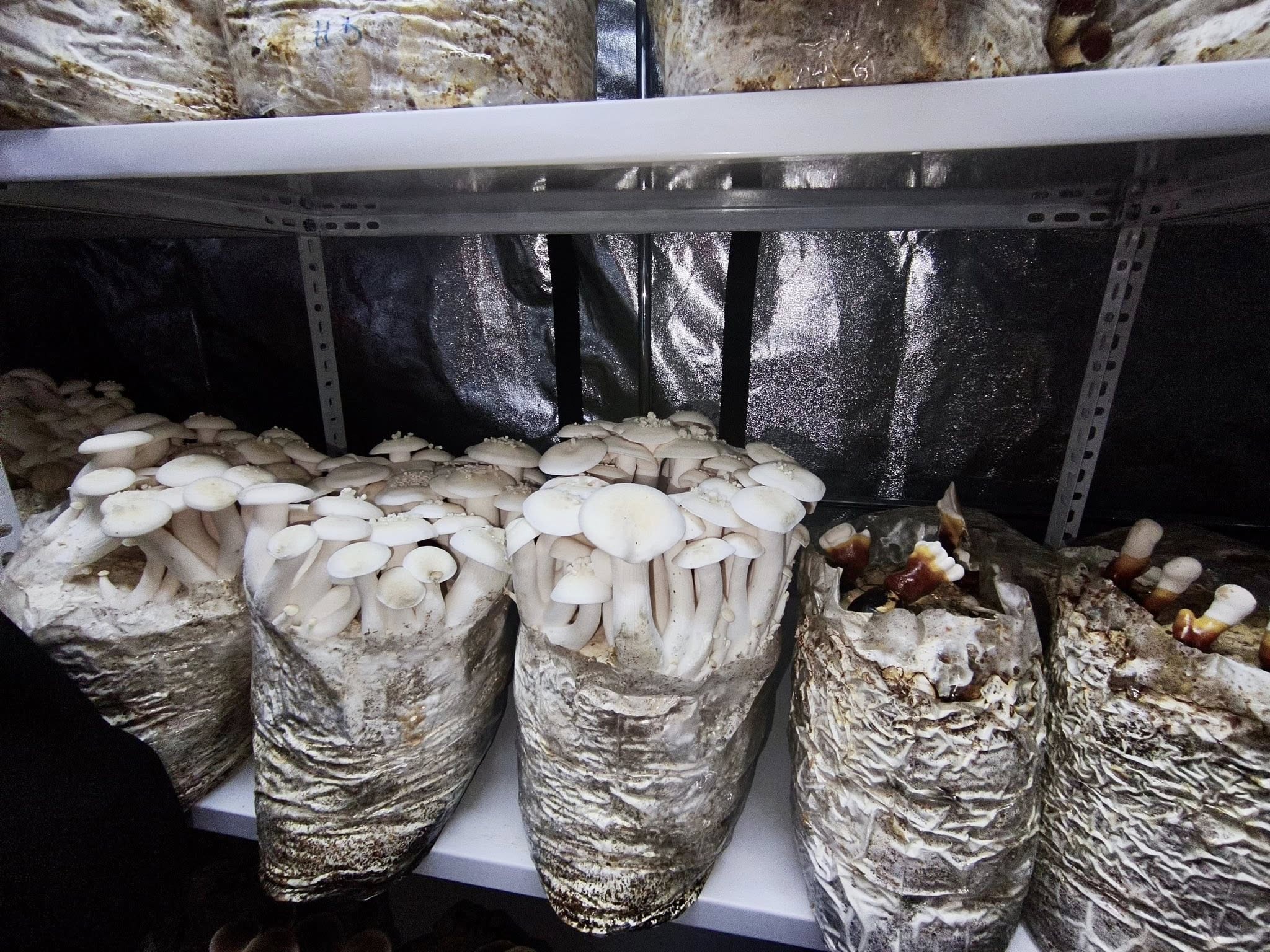 621173527 1296594689178057 2017618272436406139 N