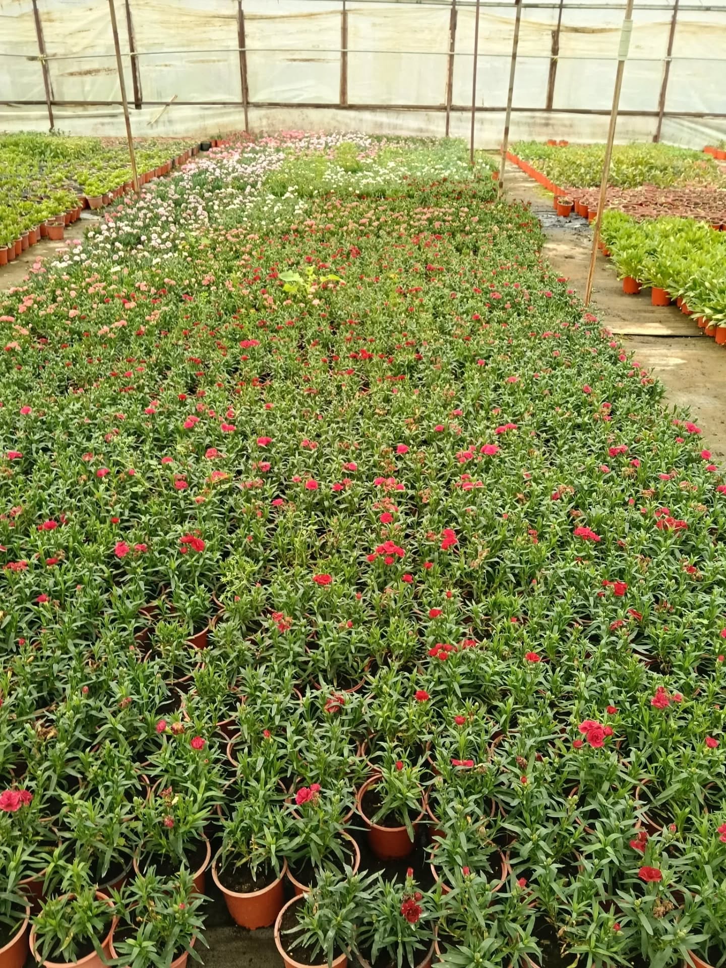 622315515 17924342463246497 7031161424061887845 N