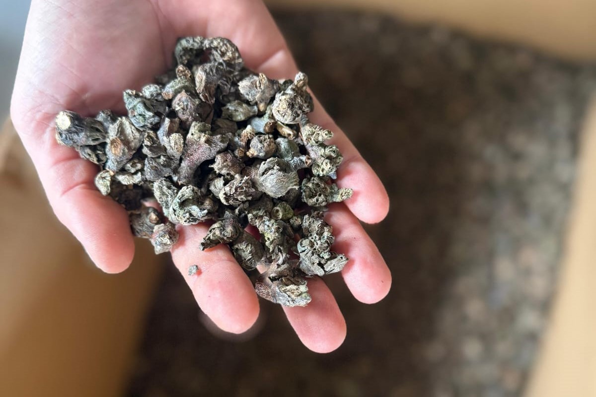 623816998 1353303380171330 7202982981749806680 N