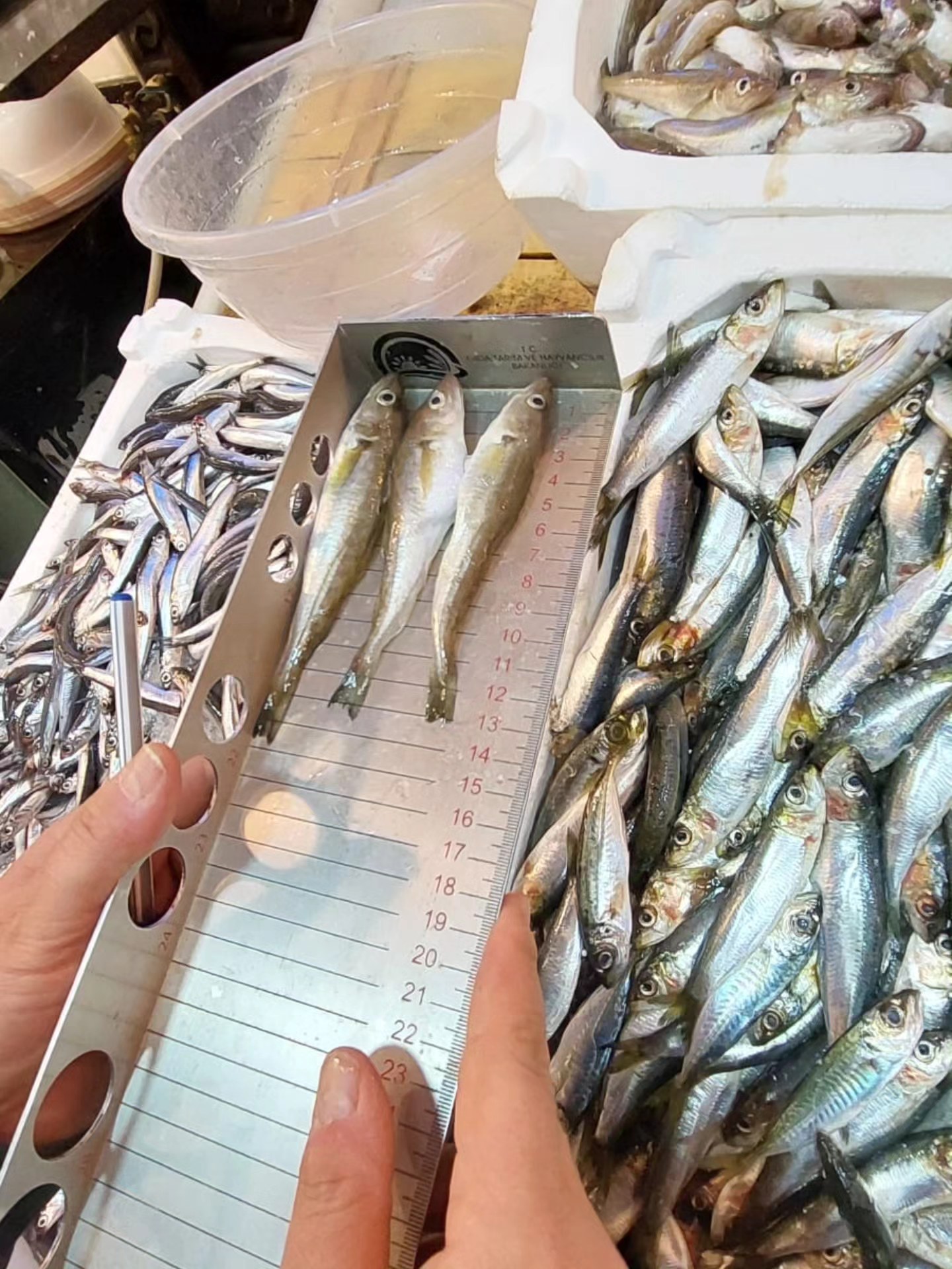 624327589 1197568892500579 8465567694668416868 N