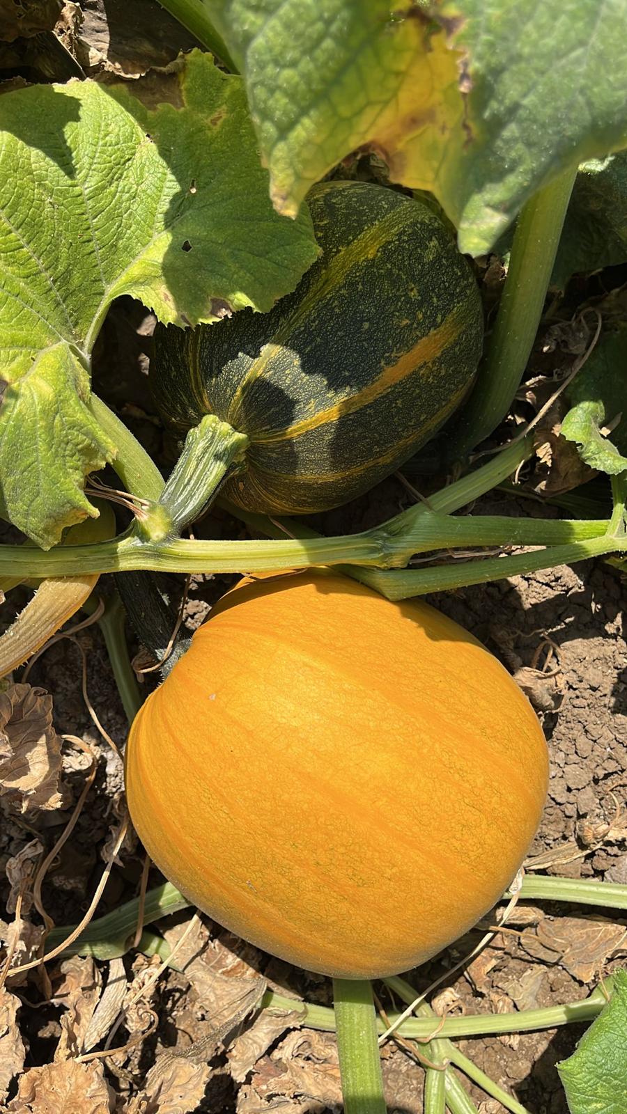 744C9B48 Cb85 4D75 827D 3C4Fecd453B5