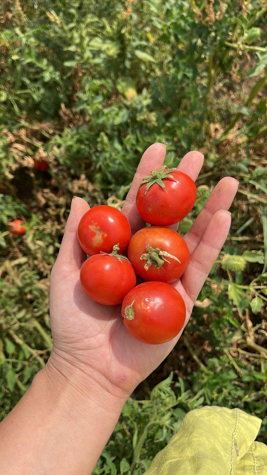 D76C58Af 05Ae 4C85 A37E 60A2Ab5E173D