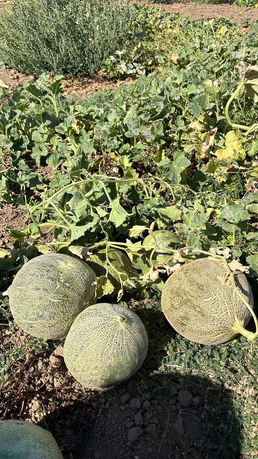 Fc14Ee44 4C4C 46D8 9535 879D91C79B12