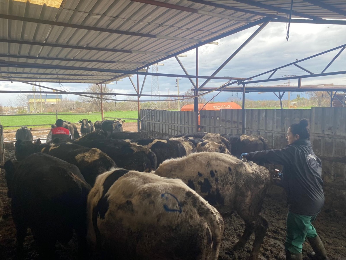 632640335 17876931126484925 5921863878517157114 N