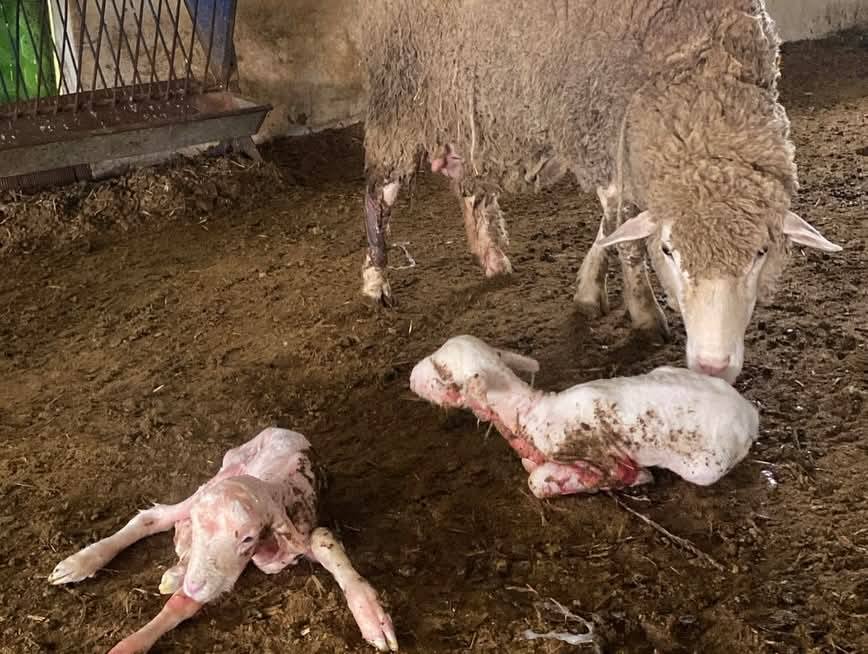 641244217 1236888495310812 4859222978230935076 N