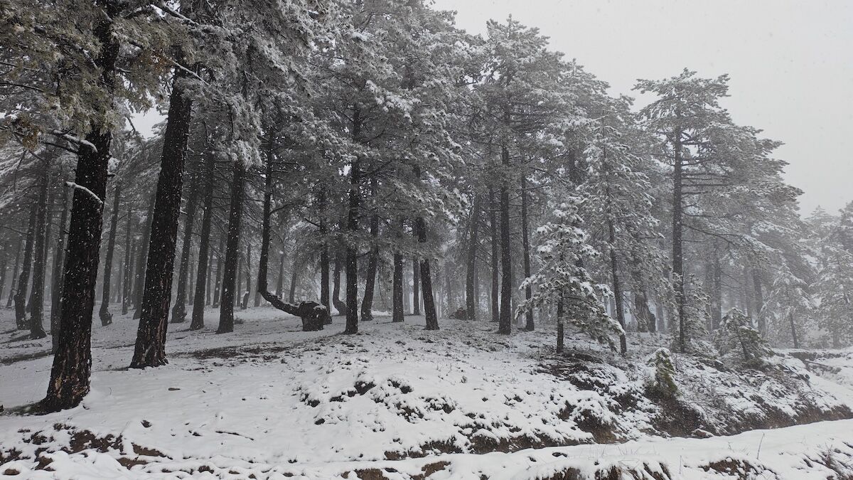 A A 20260329 40959037 40959035 M A N I S A N I N D E M I R C I I L C E S I N D E K A R E T K I L I O L D U