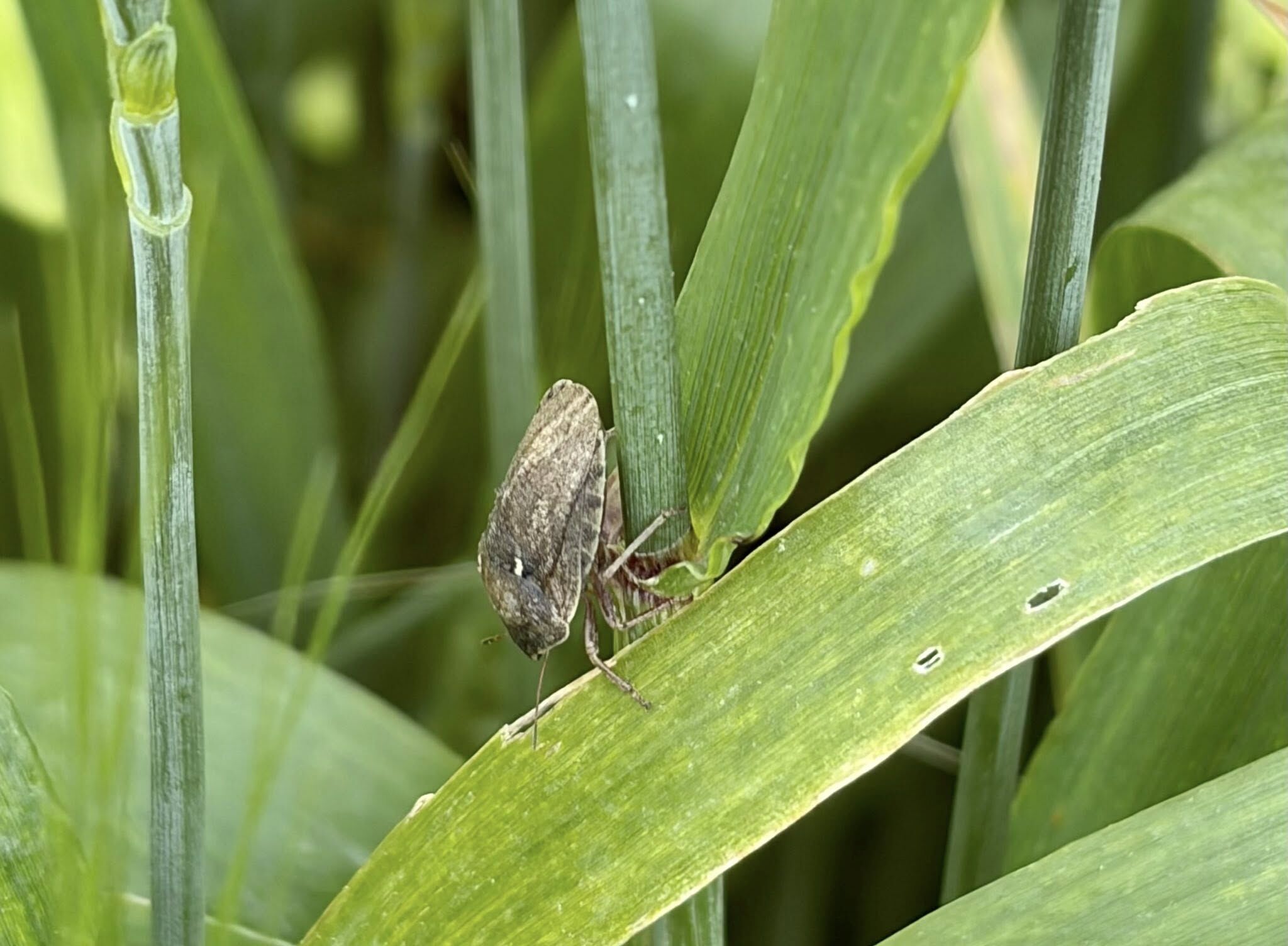 677791477 1369646438539548 5098827808706722214 N