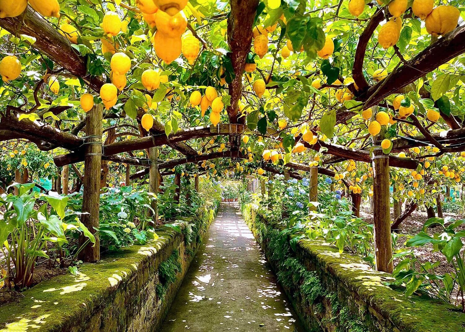 Amalfi14
