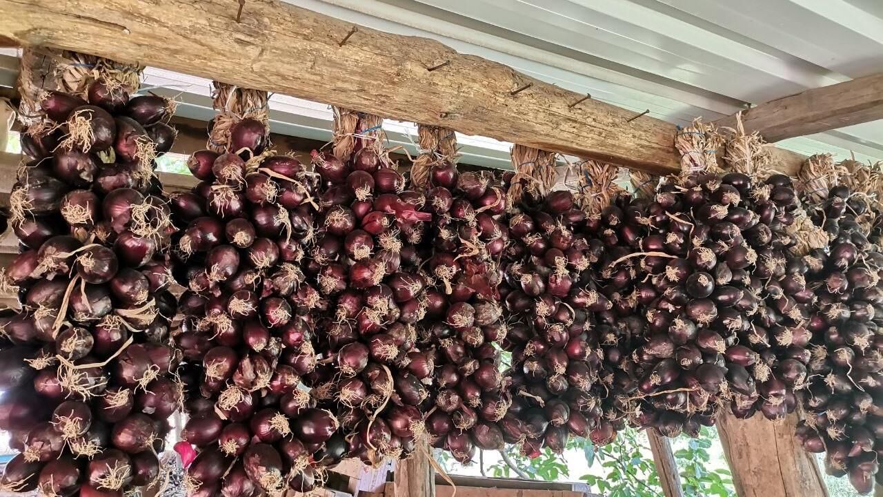 Kapıdağ Mor Soğanı