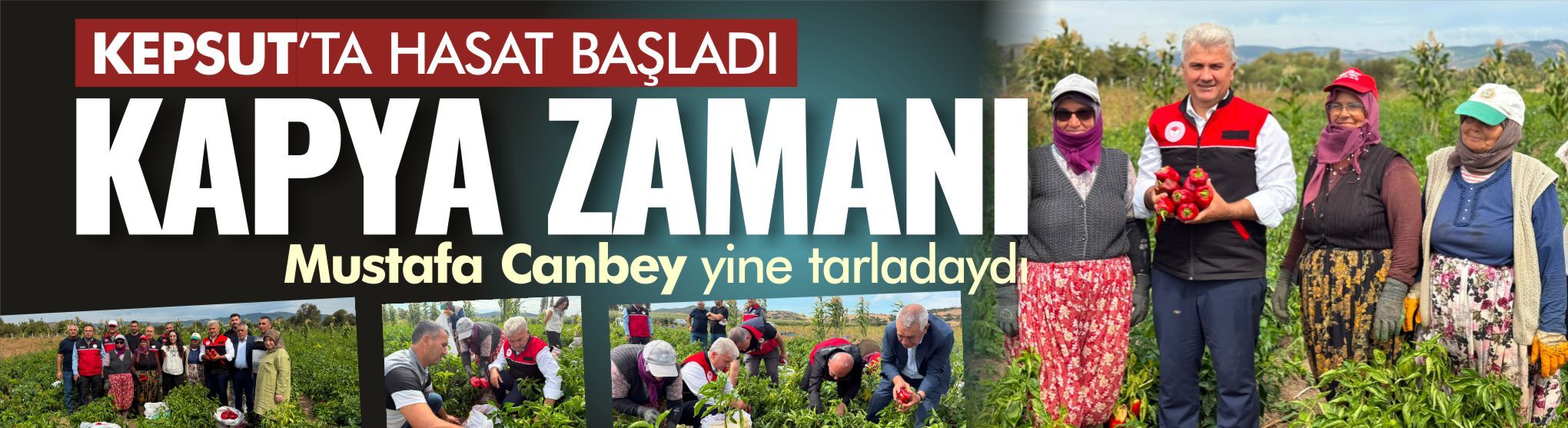 Kepsut’ta kapya biber hasadı başladı... Mustafa Canbey yine tarladaydı