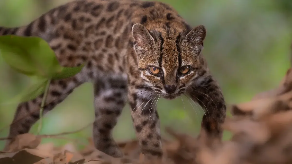 Leopardus Tilcayo1