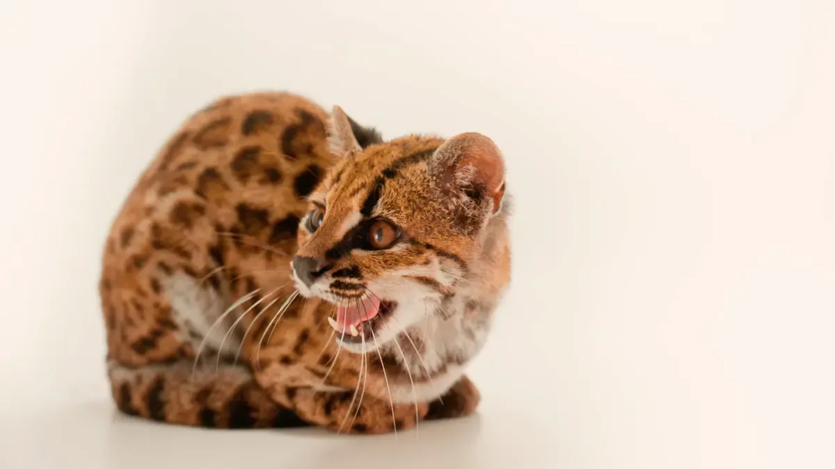 Leopardus Tilcayo2
