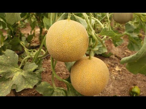 Sındırgı Çıtır Kavunu