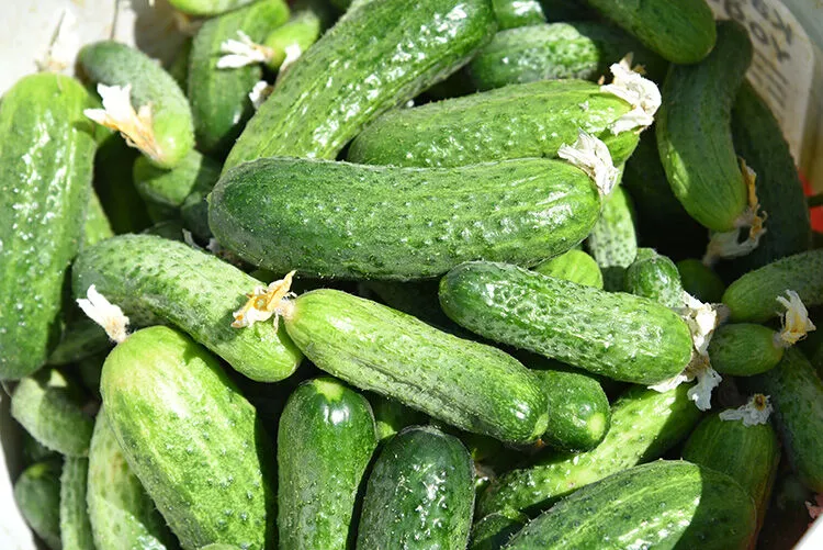 Sındırgı Kornişonu