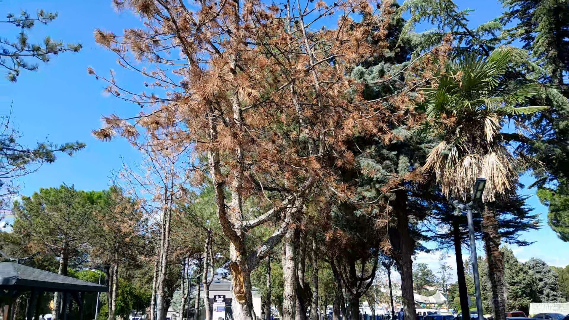 75. Yıl Parkı’nda ağaçlar kuruyor! Atatürk Parkı’ndaki hata tekrar mı ediliyor?