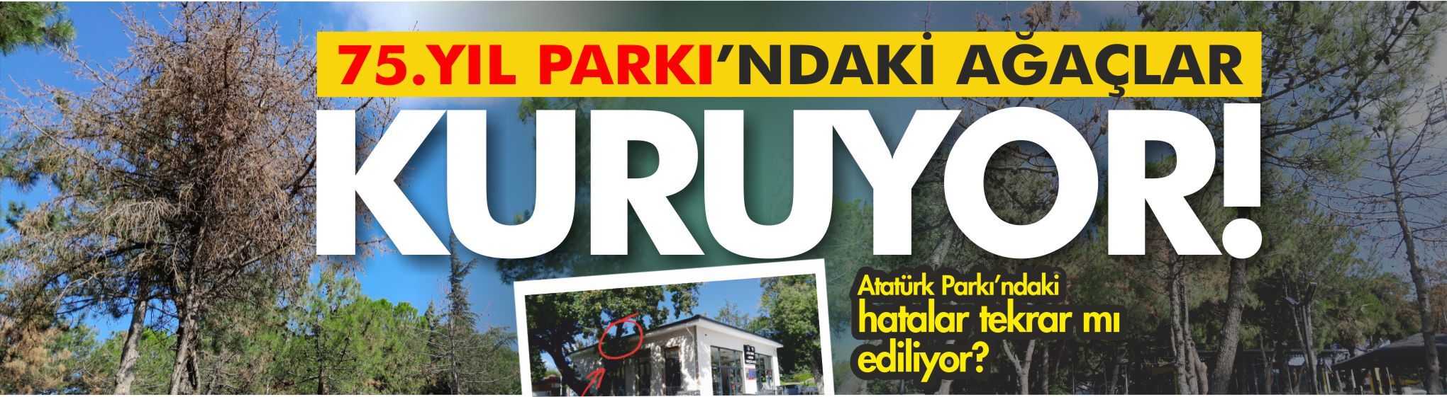 75. Yıl Parkı’nda ağaçlar kuruyor! Atatürk Parkı’ndaki hata tekrar mı ediliyor?