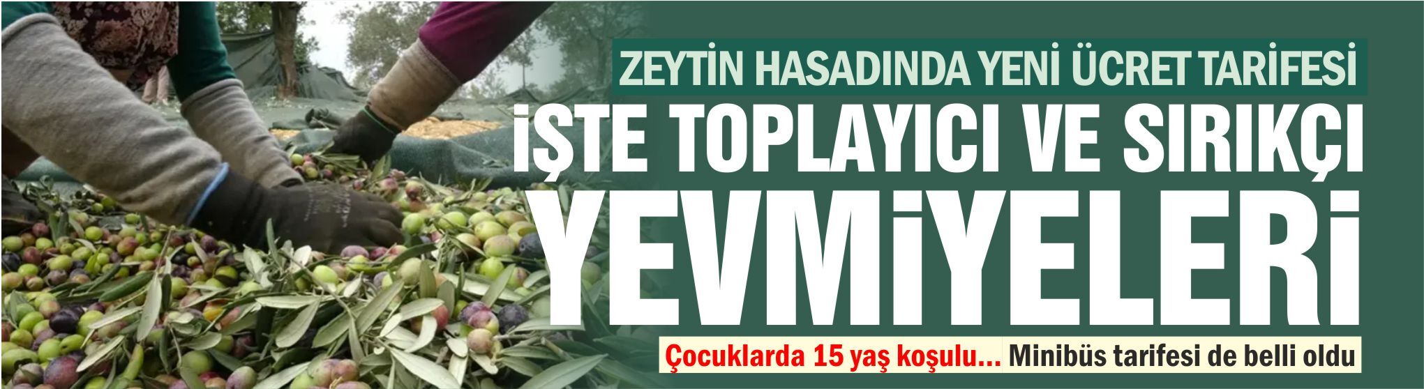 Zeytin hasadında yeni ücret tarifesi... İşte EZO'nun rakamları