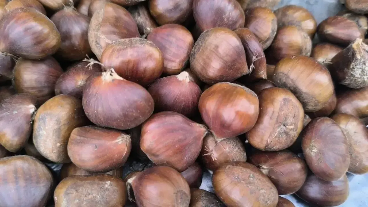 Kestane3