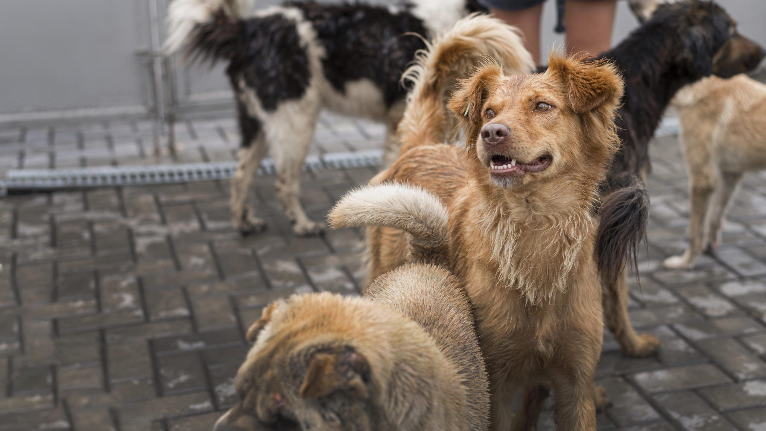 Many Cute Rescue Dogs Shelter Waiting Be Adopted Scaled