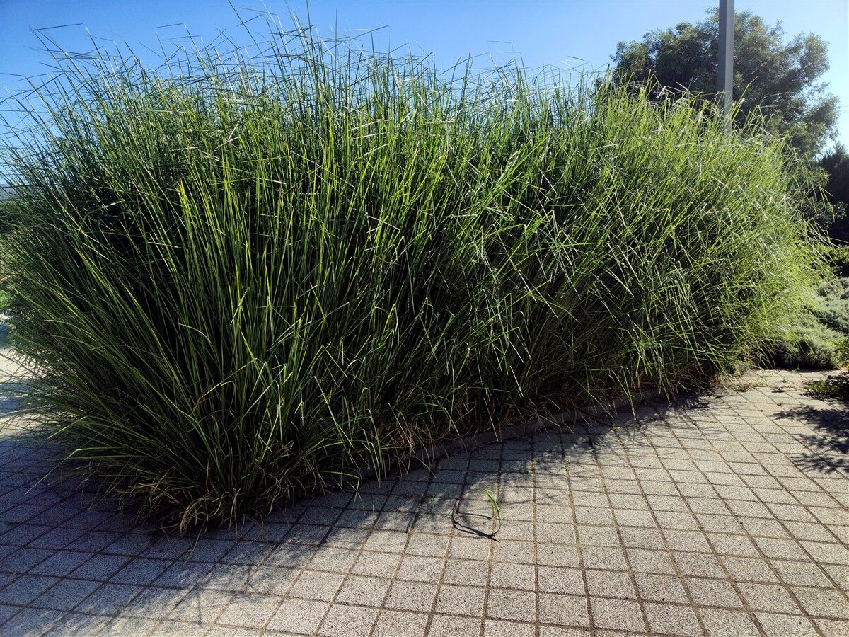 Vetiver 1 (Custom)