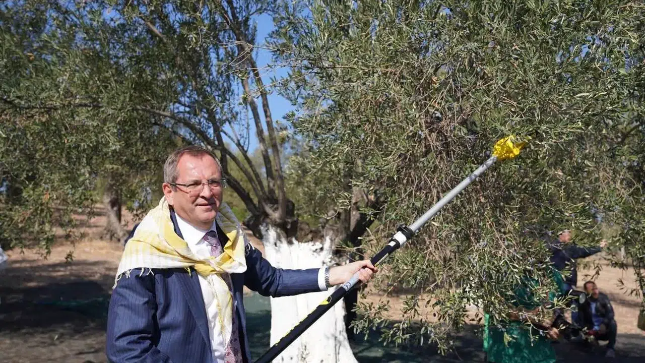 Zeytin Hasat Ayvalik